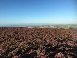 Auchterhouse Hill with heather in full bloom